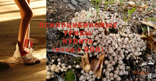 PSILOCYBIN Армянск